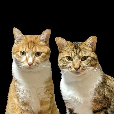 😺🐶 元保護猫の兄弟=茶白M&キジ白K(5歳)、時々犬の小麦姉さん(16歳)🍀動物好き。無言フォロー失礼します。こちらも全然OKです✨動物関連フォロバします🐾😻 #CatsOfTwitter 👕オリジナル猫デザインアイテム販売中
👇こちらを専用Xアカにしました😺
