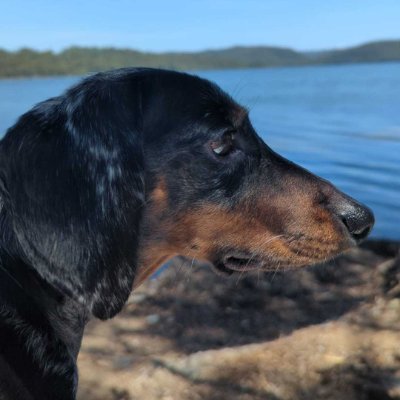 Software Developer | Aussie
Building: https://t.co/EUsSE34zY9
Created: https://t.co/QNLq5CAeBt
The dachshund: Freddie