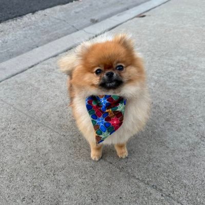 pikathepom Profile Picture