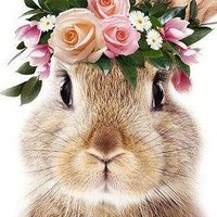 RabbitSoldier20🌸🐰🌸(@RabbitSoldier20) 's Twitter Profile Photo