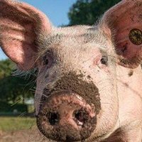 PigKinky (@pigcolombia) 's Twitter Profile Photo PigKinky (@pigcolombia) 's Twitter Profile Photo