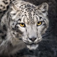 Jake (@jake639) 's Twitter Profile