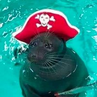 soda 🦭 (@neonfossils) 's Twitter Profile