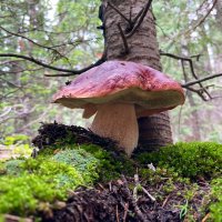 🍄 Colorado Mushrooms Every Hour! 🍄(@COshroomsdaily) 's Twitter Profile Photo