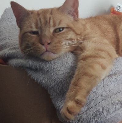 Drei0909's profile picture. Aspiring writer
Memes enjoyer
Professional procrastinator