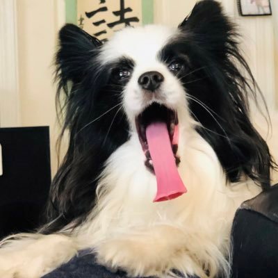 ☘️いっぬ🏕️さんのプロフィール画像