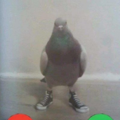 Pigeon_Bepis 🐈🤛🎉 (3/5)さんのプロフィール画像