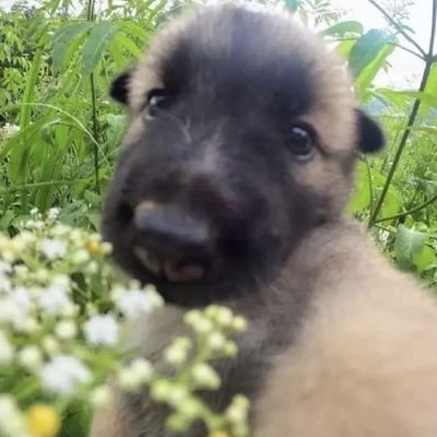 paydefresillas's profile picture. lily funny moments gay moments, minecraft gameplays and fun.