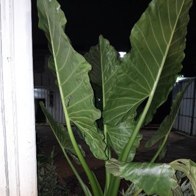 PriyantoSamben's profile picture. 