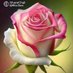 PALRAJ CIVIL (@palrajcivil) Twitter profile photo PALRAJ CIVIL (@palrajcivil) Twitter profile photo