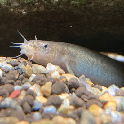 Task08409827's profile picture. FPU4年海洋生物資源学部海洋生物資源学科 遊狩漁部 部長やってました 所属:恐竜サークル、若狭ウインドアンサンブル