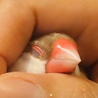 しゃみー SyaMmy (@syammy_x) 's Twitter Profile