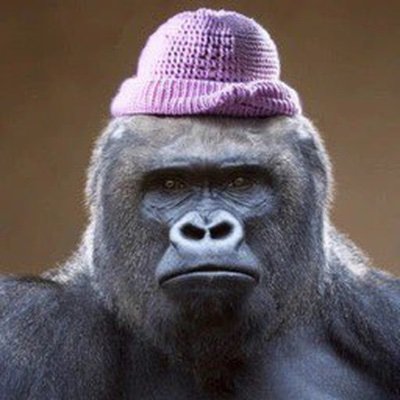 GorillaWifHat_ Profile Picture