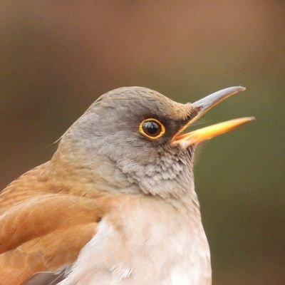 鳥と花が好き🐦️🌸
鳥たちが自然のなかで暮らす姿を見たくてファインダーを覗いています|дﾟ)ﾁﾗ
春は出会ったスミレのポストが混じります。フォローお気軽にどうぞ🍀
鳥の撮影はCOOLPIX P950を使用してます📷️