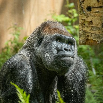 GarytheGorilla