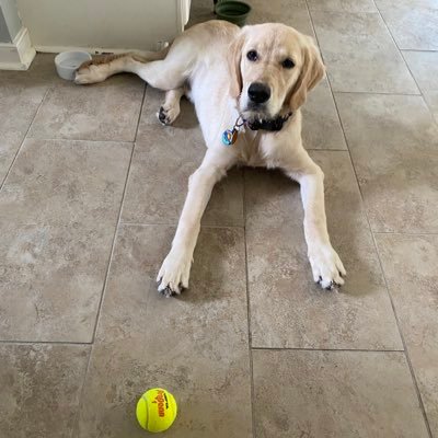 Doug69420lol's profile picture. I retweet funny stuff