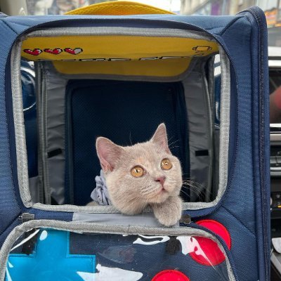 flowerbuppha9's profile picture. Sunrise and then sunset, autumn and then new growth. Why do I have to cry for you