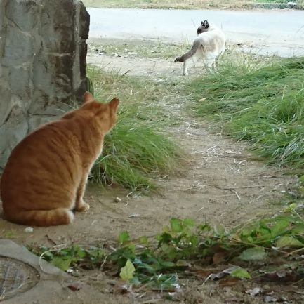 日本が好き。猫が好き。