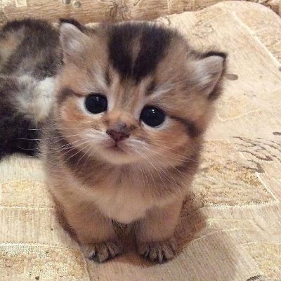 small kittens are cute