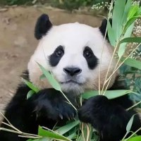 福宝 (@306388236wayne) 's Twitter Profile