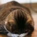 猫田土下座ヱ門(半覚斉))@💉x5、年中夢求 (@tjneochi) Twitter profile photo 猫田土下座ヱ門(半覚斉))@💉x5、年中夢求 (@tjneochi) Twitter profile photo