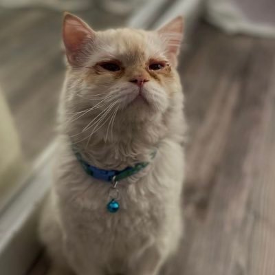 اعلان عن قطط مفقوده فالرياض Profile