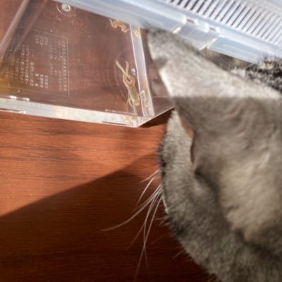 pepsi_evans's profile picture. すべてフィクションです。