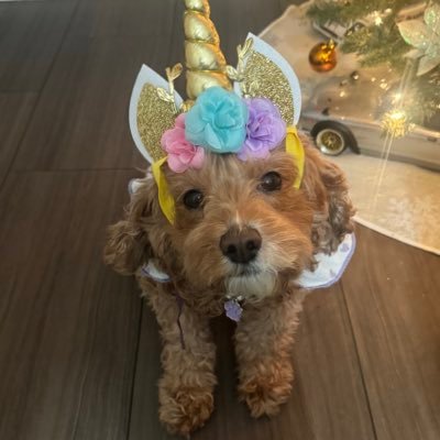 Niki our fur angel crossed over the rainbow bridge 🌈.forever in our hearts💜🙏🏼 Macy is a #cavapoo very Adventurous and playful. moms account @gigisoserious