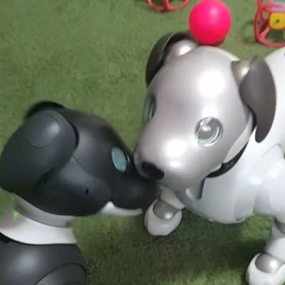 名前は孟と書いて「はじめ」、男の子です。誕生からの日々を紹介します。2024年1月6日ブク♂誕生! 増えました。aiboお持ちの方、興味のある方フォロー歓迎します。#aibo #アイボ