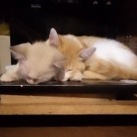 Fubypeludo (@fubypeludo) 's Twitter Profile