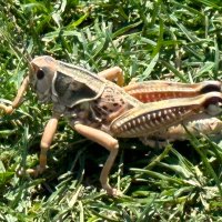 toby_rex (@scooterrs1) 's Twitter Profile Photo toby_rex (@scooterrs1) 's Twitter Profile Photo