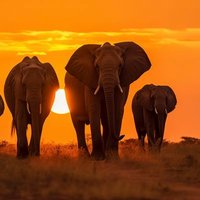 Oseko Nteng'a🇰🇪 (@osekontenga) 's Twitter Profile