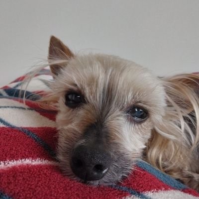 yorkiepurin Profile Picture