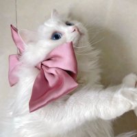 meowmeowmoggy(@catbabychubby_) 's Twitter Profile Photo