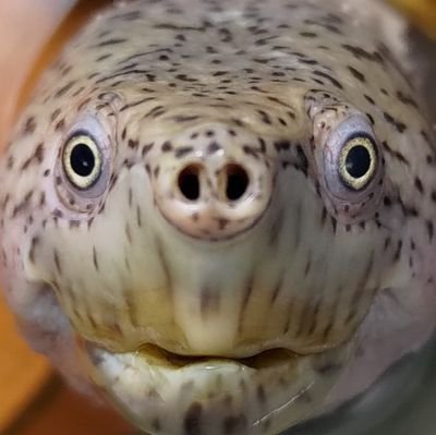 ThatTurtleBoiii Profile Picture