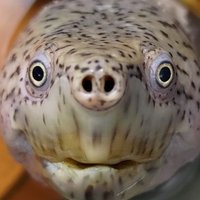 TurtleBoiii (@thatturtleboiii) 's Twitter Profile Photo