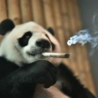 Pandas_uwu (@pandas_uwu_) 's Twitter Profile