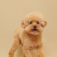 Loveth Lin (@lin_loveth) 's Twitter Profile