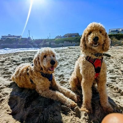 valhamo0's profile picture. Stage 4 cancer survivor wearing the Armor of God doing what little I can to make the world right. Mother of Marine Corps and Navy veterans. Kahu of 2 Doodles.