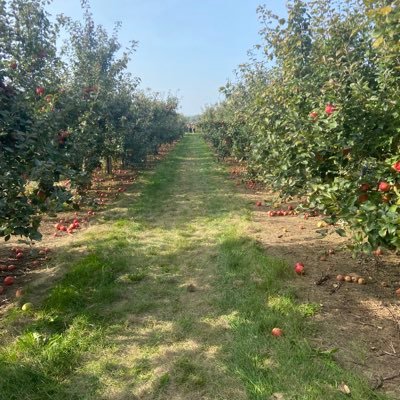 little_koi10's profile picture. 