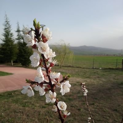 Öyle bir hâl içindeyim ki,
Bu hâlimden anca, Ehil olanlar anlar...
Dünyada değilim
Ölü değilim
Ârafta değilim
Ahirette değilim
Sahi, ben NEREDEYİM?...