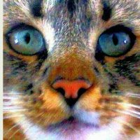 Reba Grimes (@grimesreba83929) 's Twitter Profile