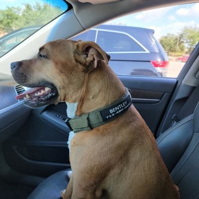 BentleysBestie's profile picture. America First