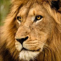 meryem (@meryemmeral82) 's Twitter Profile