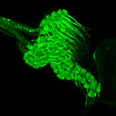 HFSP Postdoctoral Fellow.
Working on gating mechanism of insect auditory transduction at the University of Leicester (UK)