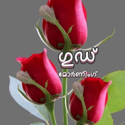 shebinsabu68231's profile picture. 