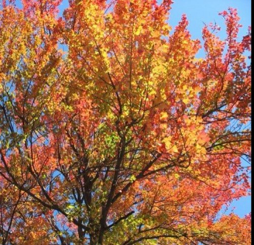 oxcraftbeer's profile picture. 