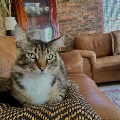 aneeqao's profile picture. just here for the laughs tbh ..oh and cat pics 😌 always alhumdulillah ✨