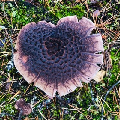 Jokaisella meistä on oma totuus. Mammalomalla oleva puhelinvastaaja