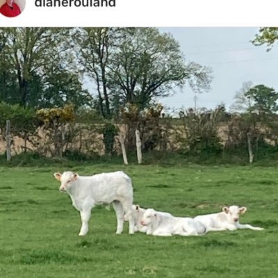 DianeRouland's profile picture. Mère. Maire de #LeHam53. 
Professeure de S. V. T. #collègedesGarettes de Villaines-la-Juhel.
Presidente de la Communauté de Communes du Mont des Avaloirs.